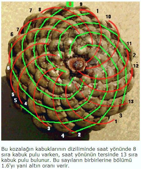 شاخص قدرت نسبي RSI